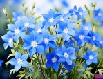 蓝色满天星花语是什么