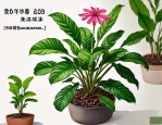 2025年冷冰花植物怎么养