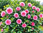 2025年茶花树的养植方法