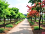 中山绿化苗木批发市场