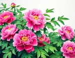 牡丹花嫁接时间和方法