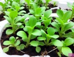 水培植物有小虫怎么办