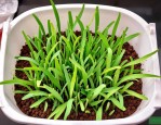 2025年菜心种子催芽方法