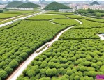 2025年柳州绿化苗木基地