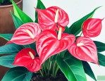 红掌花可以在室内养吗