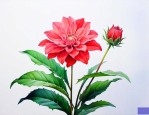 12月24日的生辰花