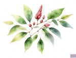 二色胡枝子种子