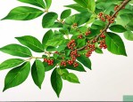花椒树蚜虫的防治方法