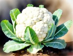 花菜属于十字花科蔬菜吗