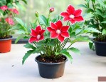 杭州小盆栽植物多少钱
