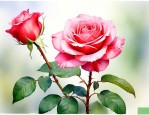 月季花几月份可以扦插