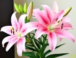 香水百合怎么养殖方法