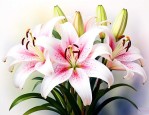 白百合和粉百合的花语