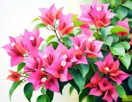 三角梅夏季开花吗怎么养