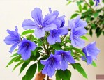 蓝花楹小苗多少钱一颗