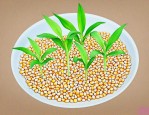 玉米种子如何快速发芽