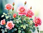 7月份月季花能栽活吗