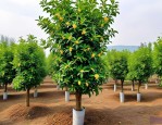 2025年精品桂花树苗报价