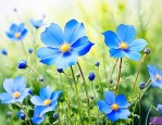 蓝色的小野花是什么花