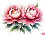 牡丹花的优美作文