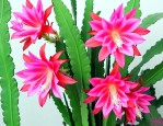 令箭荷花怎么养才开花