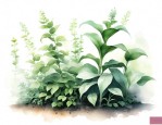 植物与植物之间的关系