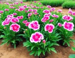 山西草花苗木批发价格