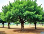 香樟树60公分价格表