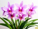 香殊兰开花对家里寓意