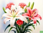 百合花和康乃馨的花语