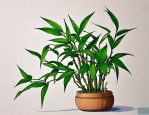 2025年富贵竹的饲养方法