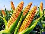 2025年河南玉米最新价格