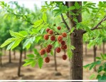 文冠果树种子怎样催芽