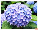 绣球花为什么又叫招鬼花