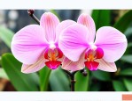 蝴蝶兰季节开花的时间