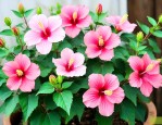 芙蓉花适合什么样花土