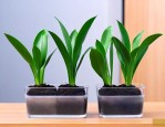 水培铂金钻植物怎么养