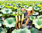 2025年莲藕怎么种植高产