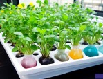 水培植物放什么营养液