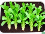 夏季莴笋种子如何催芽