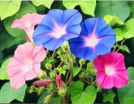夕颜花与牵牛花的区别