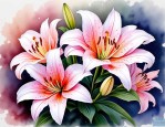 2025年香水百合花的花语