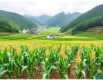 贵州山区适合的玉米种