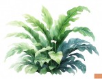 花卉春羽好养吗