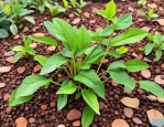 2025年福州植物种子公司