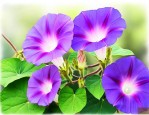 关于牵牛花的特点介绍