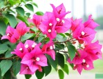 三角梅开花期间怎么养护