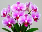 蝴蝶兰开花季节是几月