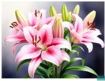 百合花苞多久可以开花