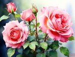 月季花的花语代表什么